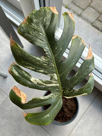 Monstera Variegata stek 35cm hoog