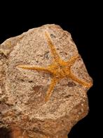 4) Fossielen Slangenster uit marokko 12,5 cm., Verzamelen, Ophalen of Verzenden, Fossiel