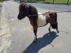 Mini paardje hengst, Dieren en Toebehoren, Pony's, Gechipt, Niet van toepassing, Hengst, A pony (tot 1.17m)