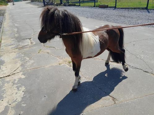 Mini paardje hengst, Dieren en Toebehoren, Pony's, Hengst, Niet van toepassing, A pony (tot 1.17m), Recreatiepony, 11 jaar of ouder