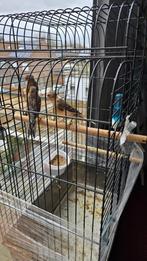 Canaries, Animaux & Accessoires, Oiseaux | Canaris