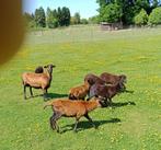 Moutons du Cameroun, Animaux & Accessoires, Mâle, Mouton, 0 à 2 ans