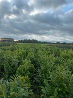 Prunus rotundifolia (paplaurier), Tuin en Terras, Ophalen, Laurier, Haag, 100 tot 250 cm