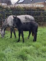 Hengste veulen, Dieren en Toebehoren, Paarden, Hengst, Gechipt, 0 tot 2 jaar