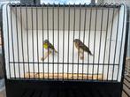 Citroenborstedelzangers, Dieren en Toebehoren, Vogels | Overige Vogels, Meerdere dieren, Tropenvogel, Geringd