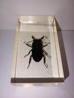 insect in epoxy hars 15, Verzamelen, Dierenverzamelingen, Ophalen of Verzenden, Zo goed als nieuw, Insect, Opgezet dier