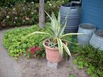 planten aloe vera, Tuin en Terras, Planten | Tuinplanten, Volle zon, Vaste plant, Bloeit niet, Ophalen