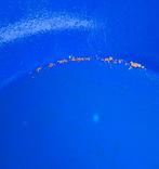 Paydirt  echt goud, Hobby en Vrije tijd, Overige Hobby en Vrije tijd, Verzenden, Nieuw