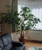 Superbe grand ficus à vendre, Ficus, En pot, Plein soleil, 150 à 200 cm