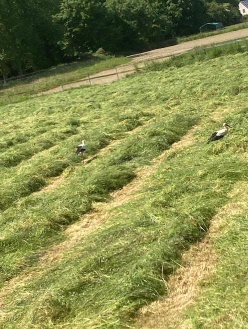 hooi te koop, Dieren en Toebehoren, Paarden