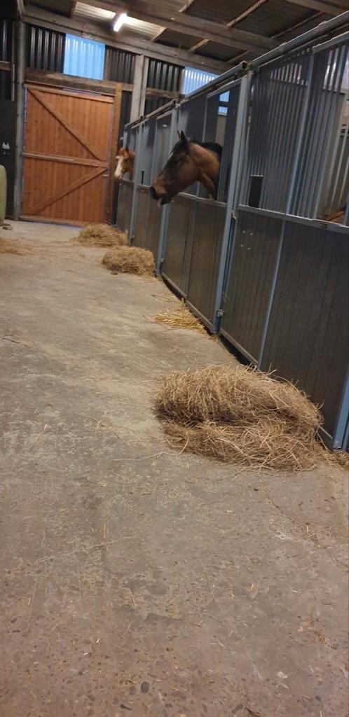 3 Lege stallen te huur ( oost vlaanderen, lebbeke), Dieren en Toebehoren, Stalling en Weidegang