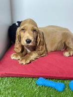 Engelse cocker spaniel pups reutjes, België, 8 tot 15 weken, CDV (hondenziekte), Meerdere