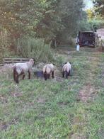 Suffolk schapen, Dieren en Toebehoren, Mannelijk, Schaap, 0 tot 2 jaar