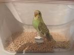 jonge parkieten van eind 2025, Meerdere dieren, Parkiet