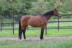 Jonge fokmerrie uit super moederlijn, Dieren en Toebehoren, Paarden en Pony's | Dekhengsten en Fokmerries, Merrie