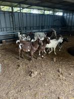 Geiten, Dieren en Toebehoren, Meerdere dieren, Geit, 0 tot 2 jaar