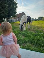 Halve stal tinker 6j, Dieren en Toebehoren