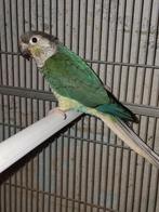 Lot de pyrrhura 2025, Dieren en Toebehoren, Geslacht onbekend, Dwergpapegaai of Agapornis, Geringd