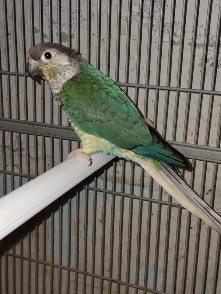 Lot de pyrrhura 2025, Dieren en Toebehoren, Vogels | Parkieten en Papegaaien, Dwergpapegaai of Agapornis, Geslacht onbekend, Tam