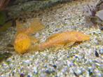 Albino ancistrusses, Dieren en Toebehoren, Vissen | Aquariumvissen, Vis, Zoetwatervis