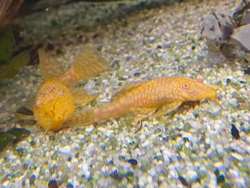 Albino ancistrusses beschikbaar voor biedingen