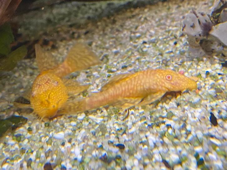 Albino ancistrusses, Dieren en Toebehoren, Vissen | Aquariumvissen, Zoetwatervis, Vis