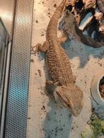 Mannelijke volwassen baardagame., Animaux & Accessoires, Reptiles & Amphibiens