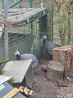 parelhoenen te koop, Dieren en Toebehoren, Pluimvee, Meerdere dieren, Kip