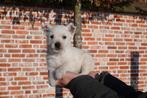 Superbes chiots West Highland White Terriër (Westie), Autres races, Plusieurs, Hépatite contagieuse (maladie de Rubarth), Belgique