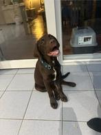 Labrador puppy, Ophalen