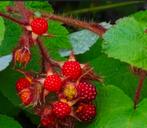 Japanse wijnbes (goed gewortelde stekken), Tuin en Terras, Planten | Fruitbomen, Ophalen, Zomer