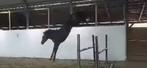 Qualitat merrie Contenetal Blue, Dieren en Toebehoren, Paarden, Merrie, Met stamboom, Springpaard, 3 tot 6 jaar