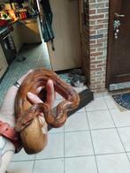 Hypo blood jungle bci, Dieren en Toebehoren, Reptielen en Amfibieën, Slang, 0 tot 2 jaar