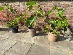 Vijgenboom winterhard, Tuin en Terras, Planten | Bomen, Ophalen