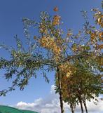 Pyrus salicifolia pendula - Wildbladige treurpeer, Tuin en Terras, Planten | Bomen, Ophalen, In pot