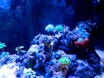 inhoud zeeaquarium, Dieren en Toebehoren, Ophalen, Gebruikt, Gevuld zeewateraquarium