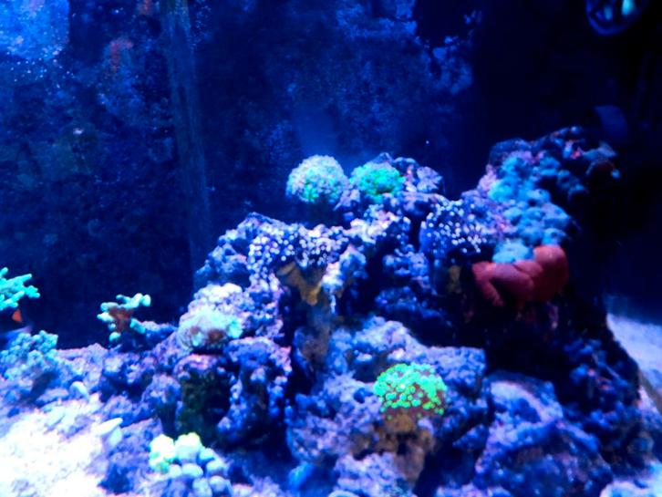 inhoud zeeaquarium, Dieren en Toebehoren, Vissen | Aquaria en Toebehoren, Gebruikt, Gevuld zeewateraquarium, Ophalen