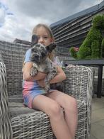 Franse bulldog pups particulier geboren in Belgie, Dieren en Toebehoren, België, 15 weken tot 1 jaar, CDV (hondenziekte), Bulldog