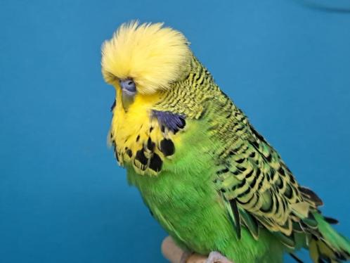 Tt gerichte engelse grasparkieten, Dieren en Toebehoren, Vogels | Parkieten en Papegaaien