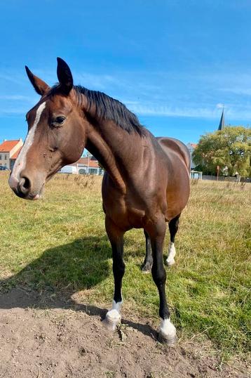 Drachtige fokmerrie beschikbaar voor biedingen