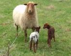 Brebis avec 2 agneaux à vendre, Animaux & Accessoires, Mouton, Femelle, 0 à 2 ans