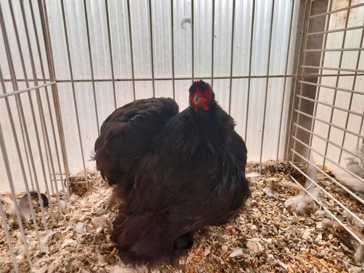 Cochin kriel, Dieren en Toebehoren, Pluimvee