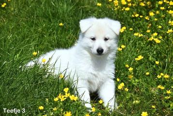 Heel mooie Zwitserse Witte Herder pups  beschikbaar voor biedingen