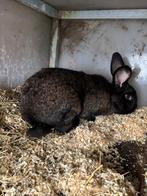 Vlaamse reus ram, Mannelijk, Groot, 0 tot 2 jaar