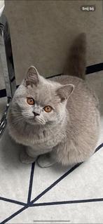 Britse kortharigen katten, Meerdere dieren, Gechipt, 0 tot 2 jaar