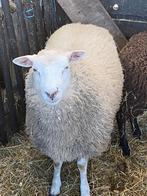 2 rammen van begin mei, Mâle, Mouton, 0 à 2 ans