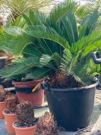 Cycas Revoluta, Tuin en Terras, Vaste plant, Ophalen of Verzenden, Overige soorten, Bloeit niet