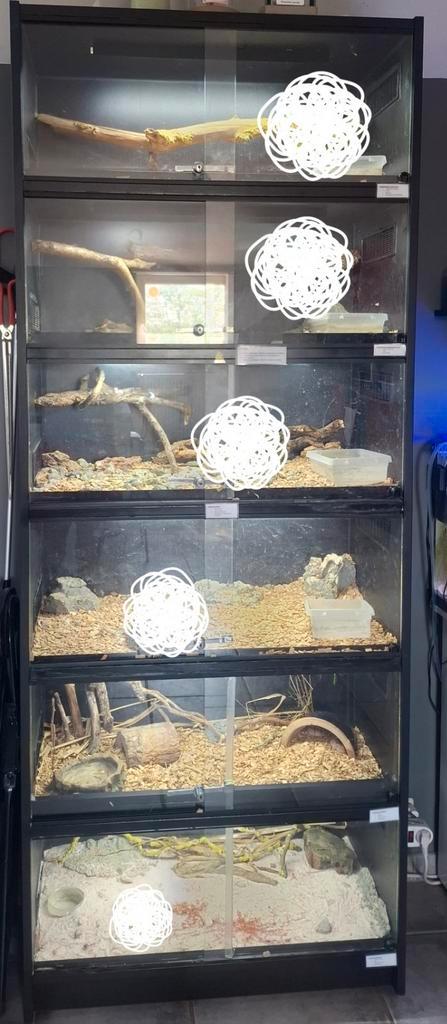 Terrarium, Dieren en Toebehoren, Reptielen en Amfibieën | Toebehoren, Zo goed als nieuw, Ophalen