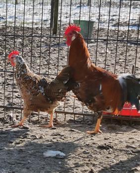 Porselein leghorn, Dieren en Toebehoren, Pluimvee, Kip, Vrouwelijk