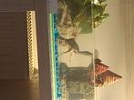 Schilpad, Schildpad, Tam, 3 tot 6 jaar